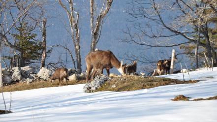 Landscapes nature winter snow animals fawn chamois buff wallpaper