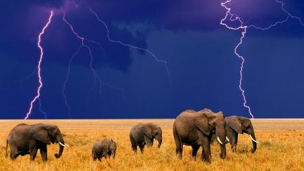 Nature animals elephants lightning bolts wallpaper