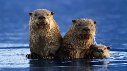 Nature animals otters wallpaper
