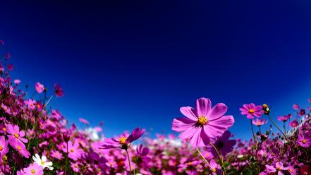 Nature flowers cosmos flower skies wallpaper