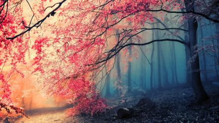 Nature jungle forest autumn wallpaper