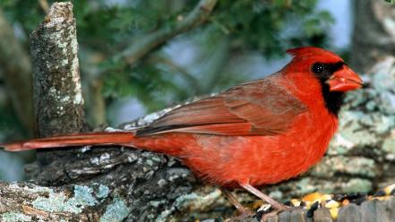 Nature northern cardinal birds wallpaper