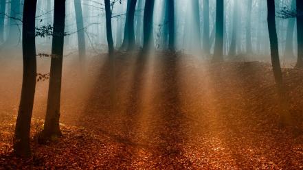 Nature trees forest mist shadows sunlight wallpaper
