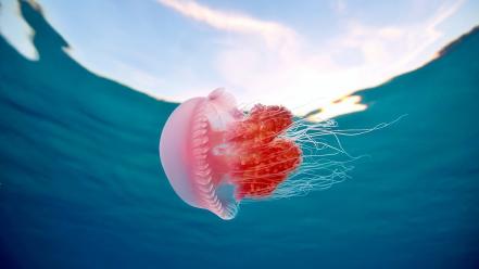 Ocean pink philippines jellyfish underwater wallpaper