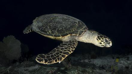 Ocean sea turtles reptiles wallpaper