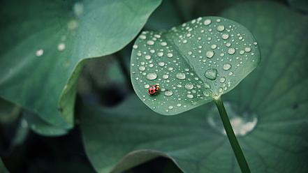 Plants water drops ladybirds beetle wallpaper