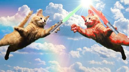 Star wars cats lightsabers sith jedi rainbows wallpaper