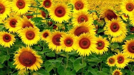 Sunflowers wallpaper