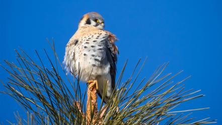 Trees birds animals hawks blue skies wallpaper