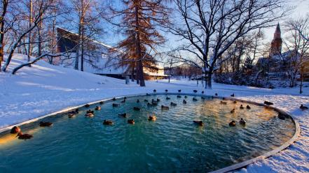 Winter snow trees ducks ponds wallpaper