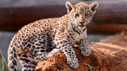 Animals jaguars baby wallpaper