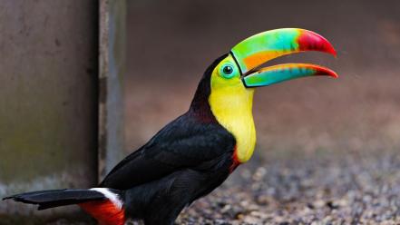 Animals toucans birds wallpaper