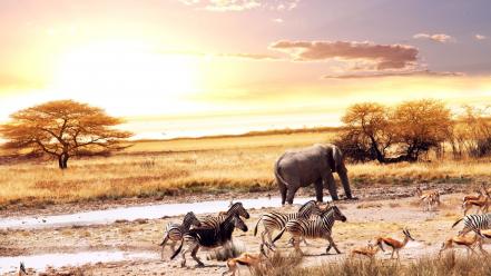 Animals zebras elephants africa gazelle savanna wallpaper