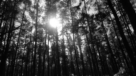 Black trees wood forest wallpaper
