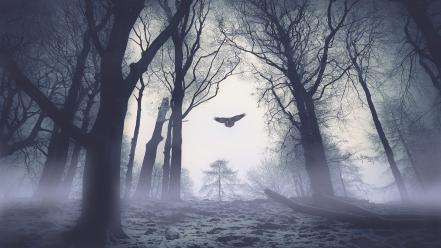 Dark forests birds fog eagles awakening dawning wallpaper