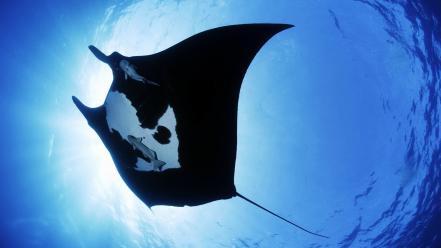 Fish underwater manta ray wallpaper