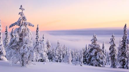 Ice winter snow trees wallpaper