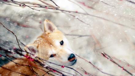 Nature snow animals dogs berries wallpaper