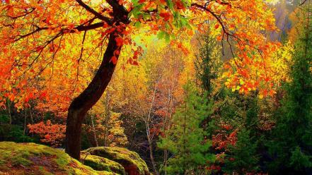 Nature trees autumn wallpaper