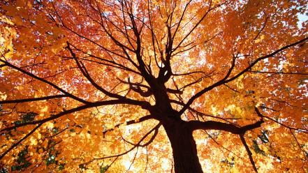 Nature trees autumn wallpaper
