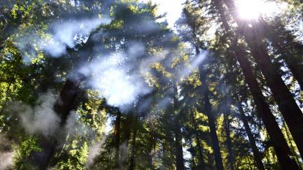 Nature trees forest fog mist sunlight wallpaper
