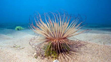 Ocean sea anemones underwater life wallpaper