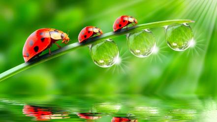 Water minimalistic grass bugs artwork drops ladybirds wallpaper