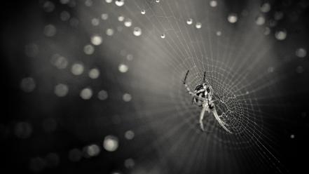 Web water drops spiders wallpaper