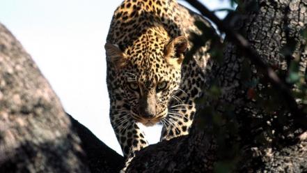 Animals african leopards branches wallpaper