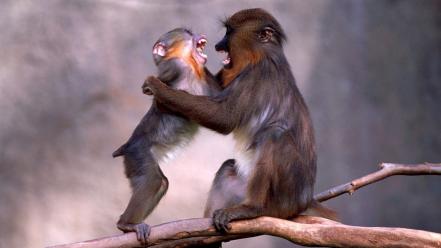 Animals monkeys baby wallpaper