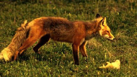 Animals prey foxes wallpaper