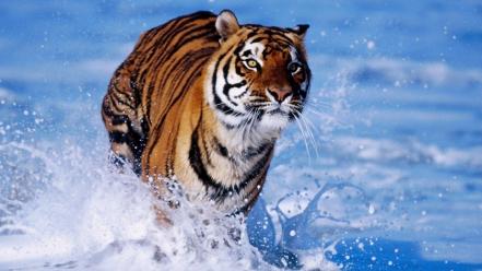 Animals tigers wild wallpaper