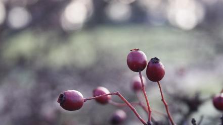 Autumn (season) pearls buds wallpaper