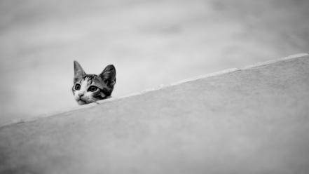 Black and white cats animals wallpaper