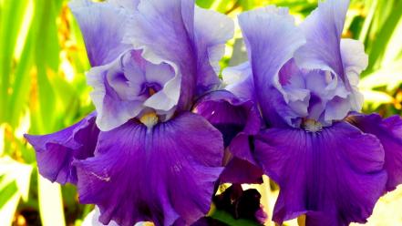 Flowers plants purple irises wallpaper