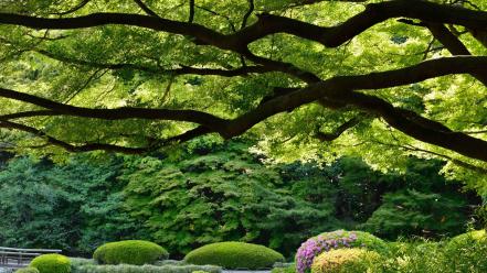 Japan tokyo trees garden japanese gardens shinjuku wallpaper