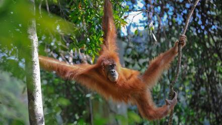 Jungle monkeys orangutans wallpaper
