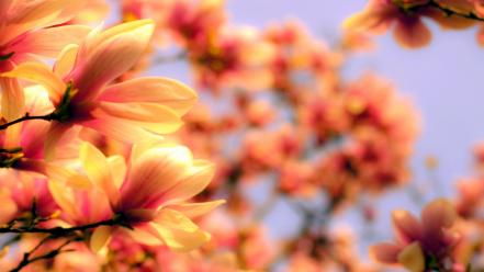 Landscapes flowers depth of field blurred background wallpaper