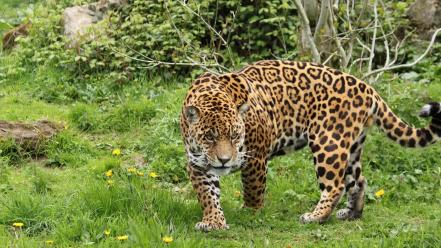 Nature jaguar angry leopards awesomeness wild wallpaper
