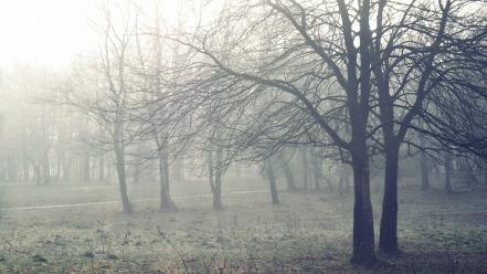 Nature winter trees seasons fog mist tranquility wallpaper