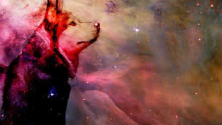 Outer space stars dogs husky siberian wallpaper