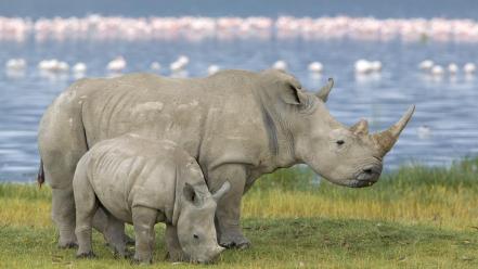 White animals rhinoceros pair kenya baby wallpaper