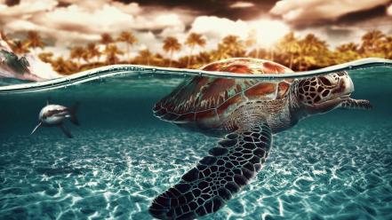 Animals turtles sharks artwork split-view wallpaper