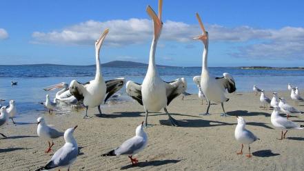 Beach birds seagulls pelican wallpaper