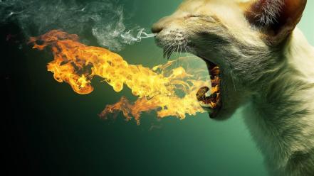 Cats fire smoke flame breath wallpaper