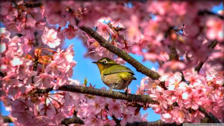 Cherry blossoms flowers birds wallpaper