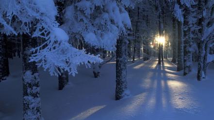 Dawn forests landscapes seasons snow wallpaper