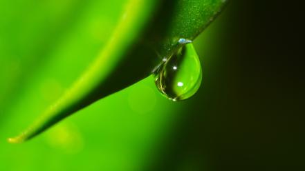 Green grass water drops macro wallpaper