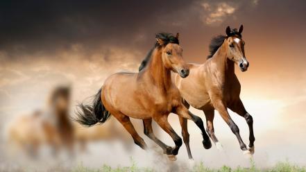 Horses running wallpaper