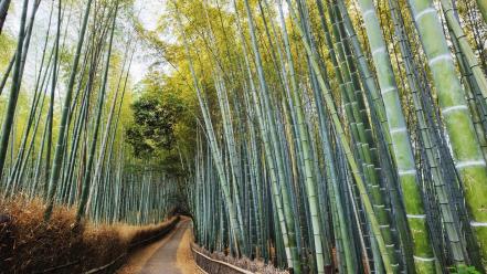 Japan forest bamboo kyoto wallpaper